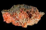 Bright Orange Crocoite Crystal Cluster - Tasmania #117615-1